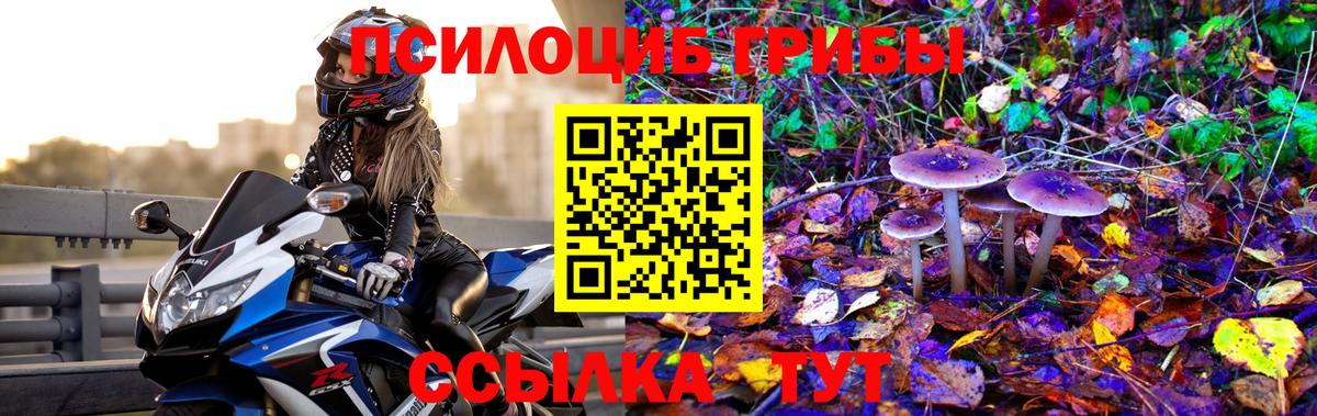 Псилоцибиновые грибы Psilocybe Королёв