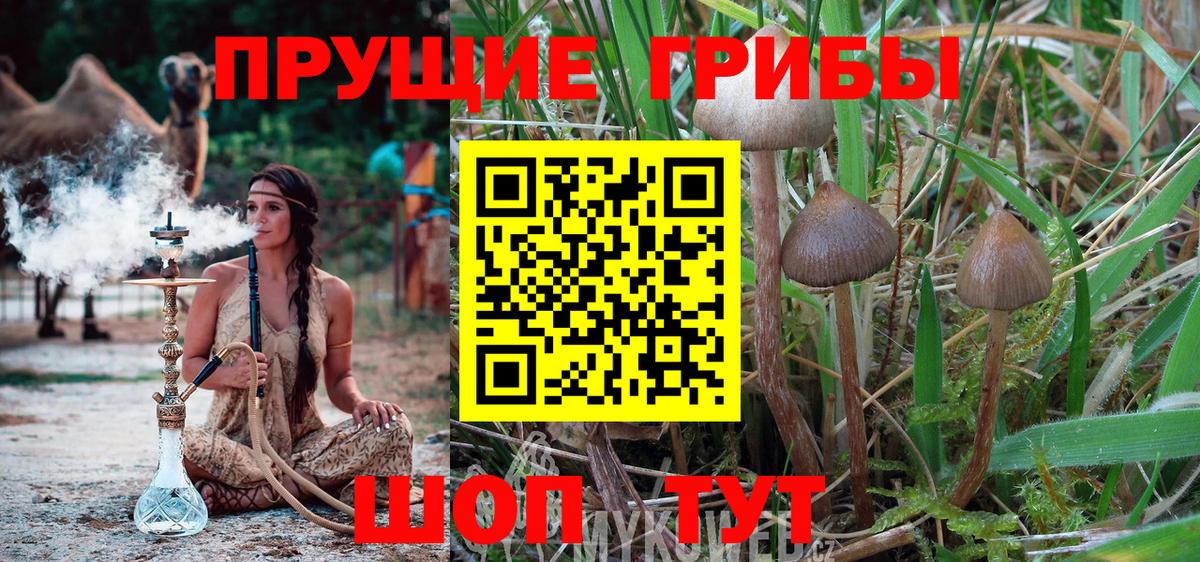 где продают наркотики  Вход с VPN  Королёв  Псилоцибиновые грибы MAGIC MUSHROOMS 